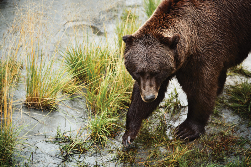 Bear fishing for Salmon in Alaska