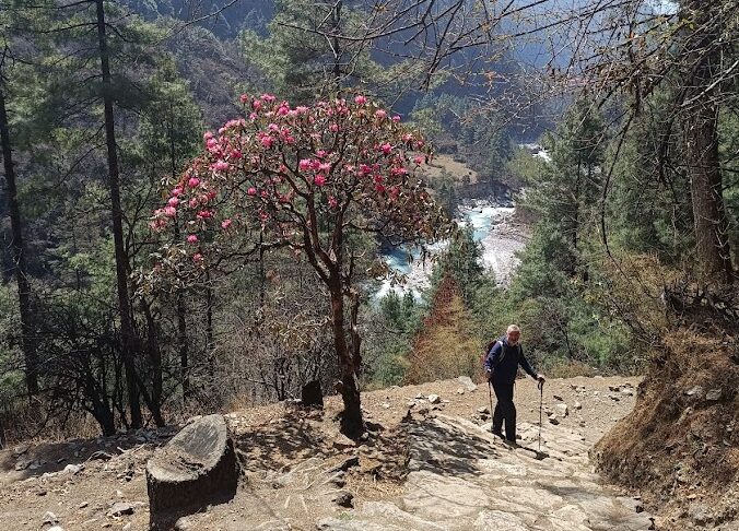 Enroute back from Everest Base Camp. Hiker-beside-Rhododendron