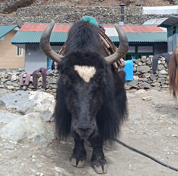 Front image of a close up of a black coloured Yak Nepal