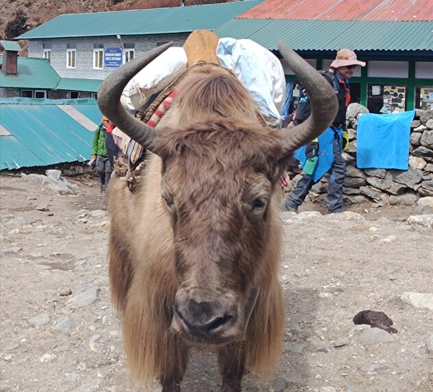 Front image of a close up of a Yak Nepal