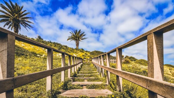 Wooden Catwalk in Nature along the Algarve Coast in Portugal. Shows Blue skies with Palm trees