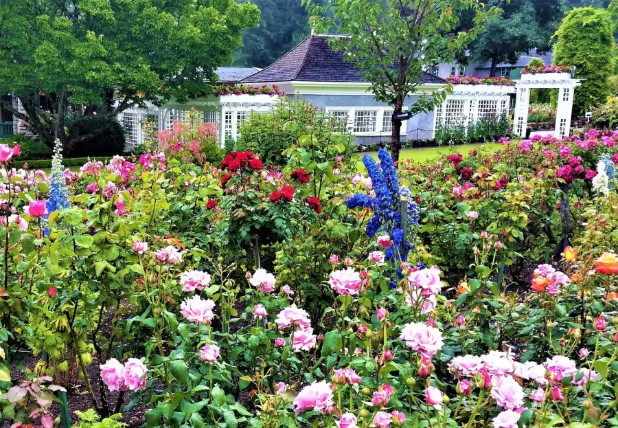 Vibrant English garden flowers in bloom, representing the botanical gardens at Samares Manor.