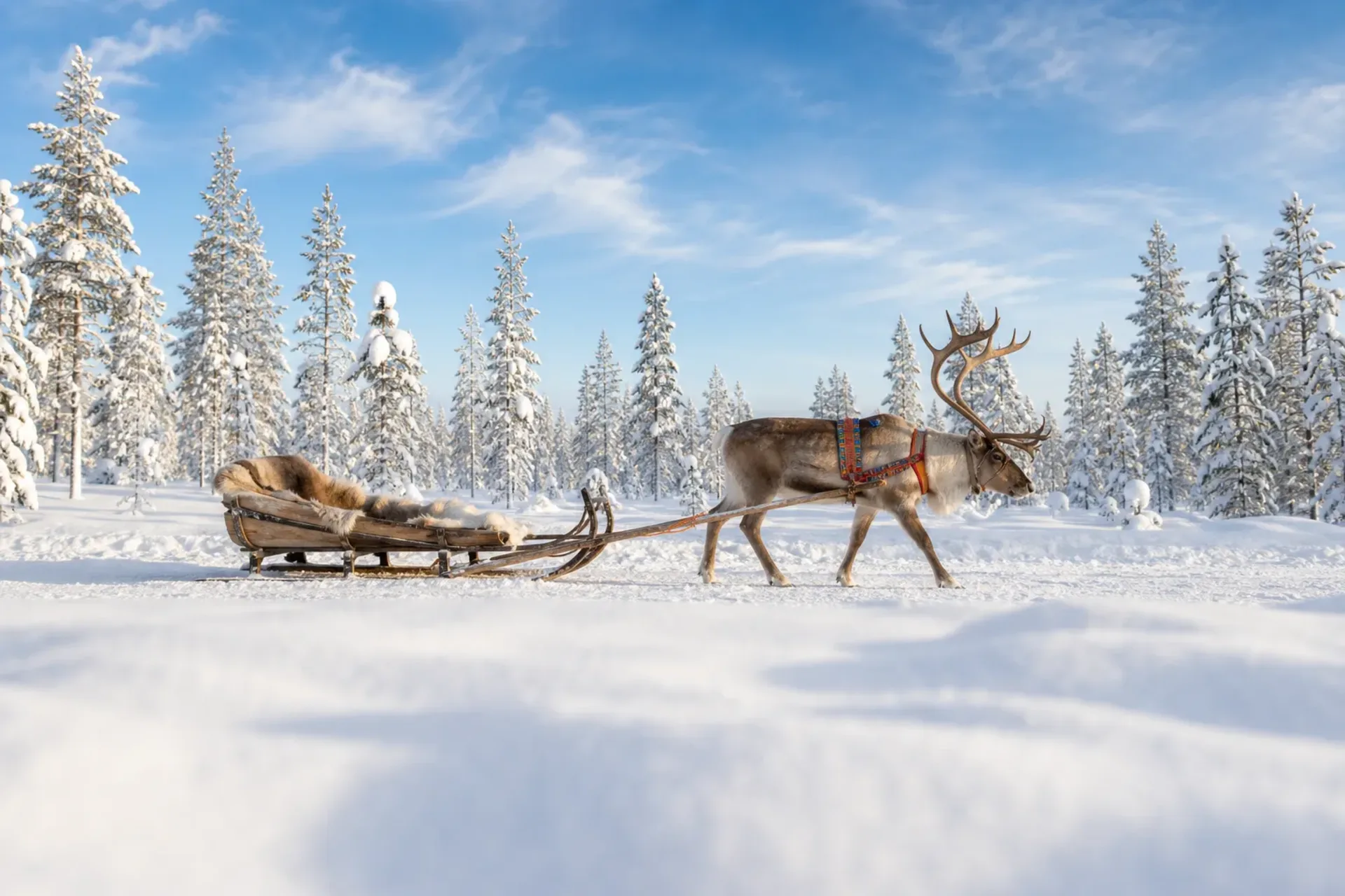 Finland-A traditional reindeer sleigh ride in a snowy forest on a Ruka Santa trip to Lapland.