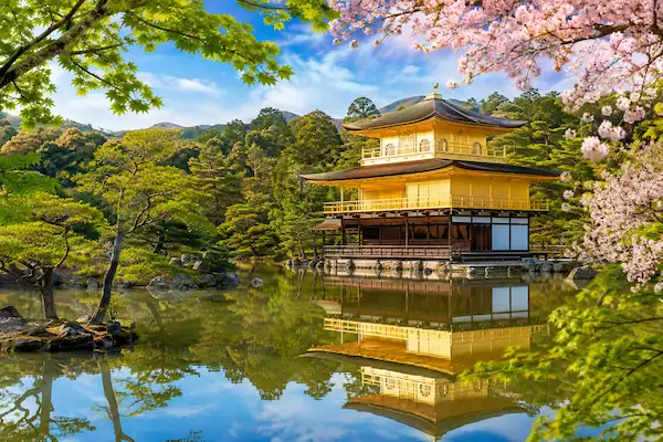 The historic Kinkaku-ji Golden Pavilion temple in Kyoto, Japan, surrounded by cherry blossoms, featured on our Asia escorted tours.